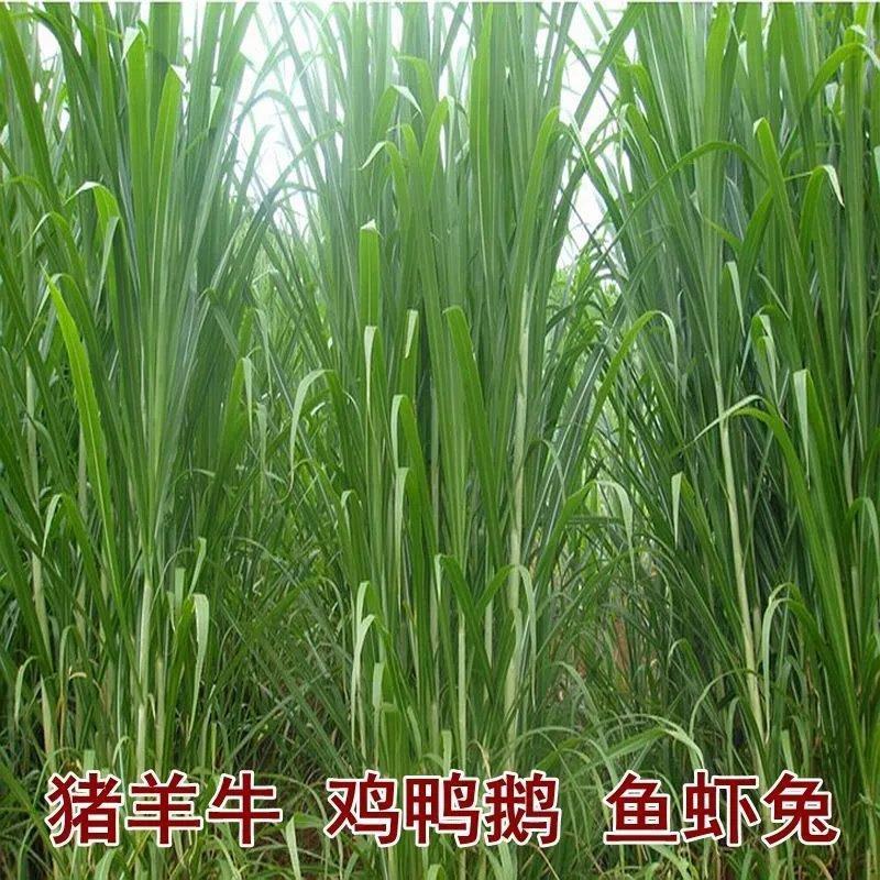 新型皇竹草牧草种子南方北方多年生四季高产猪牛羊鸡鸭鹅鱼兔