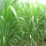 新型皇竹草牧草种子南方北方多年生四季高产猪牛羊鸡鸭鹅鱼兔