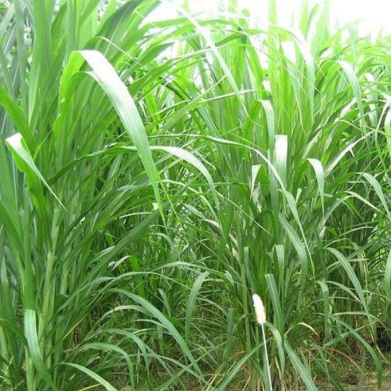 新型皇竹草牧草种子南方北方多年生四季高产猪牛羊鸡鸭鹅鱼兔