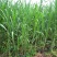 新型皇竹草牧草种子南方北方多年生四季高产猪牛羊鸡鸭鹅鱼兔