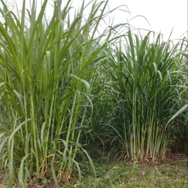新型皇竹草牧草种子南方北方多年生四季高产猪牛羊鸡鸭鹅鱼兔