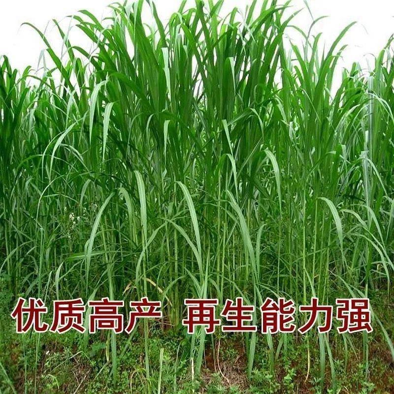 新型皇竹草牧草种子南方北方多年生四季高产猪牛羊鸡鸭鹅鱼兔