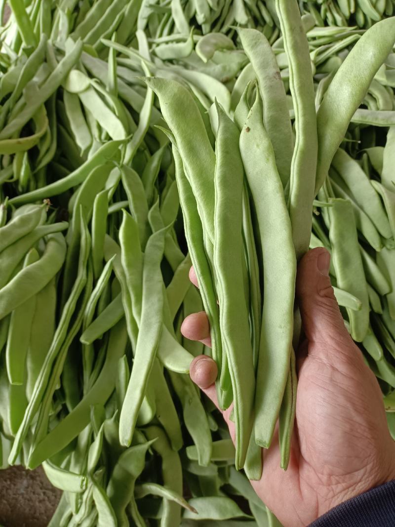 扁豆