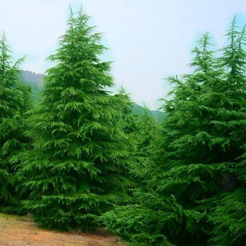 河南精品雪松，一米到六米全规格，产地直销，品质保障！