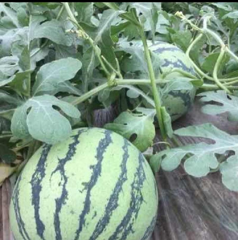 8424西瓜精品大量上市安徽西瓜产地直供