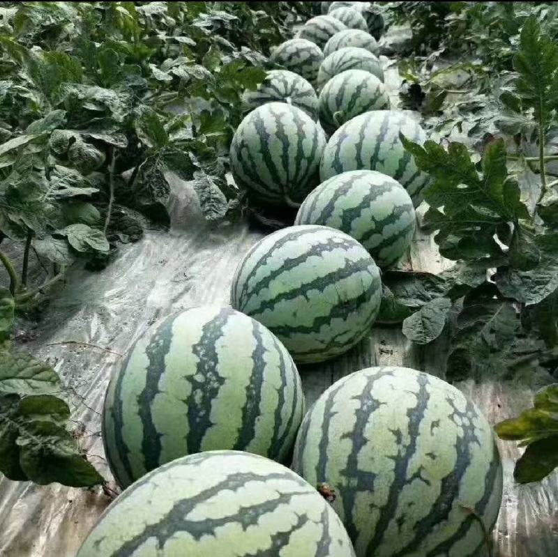 8424西瓜精品大量上市安徽西瓜产地直供