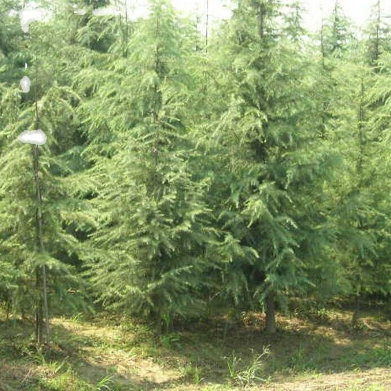 河南精品雪松，一米到六米全规格，产地直销，品质保障！
