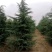 河南精品雪松，一米到六米全规格，产地直销，品质保障！