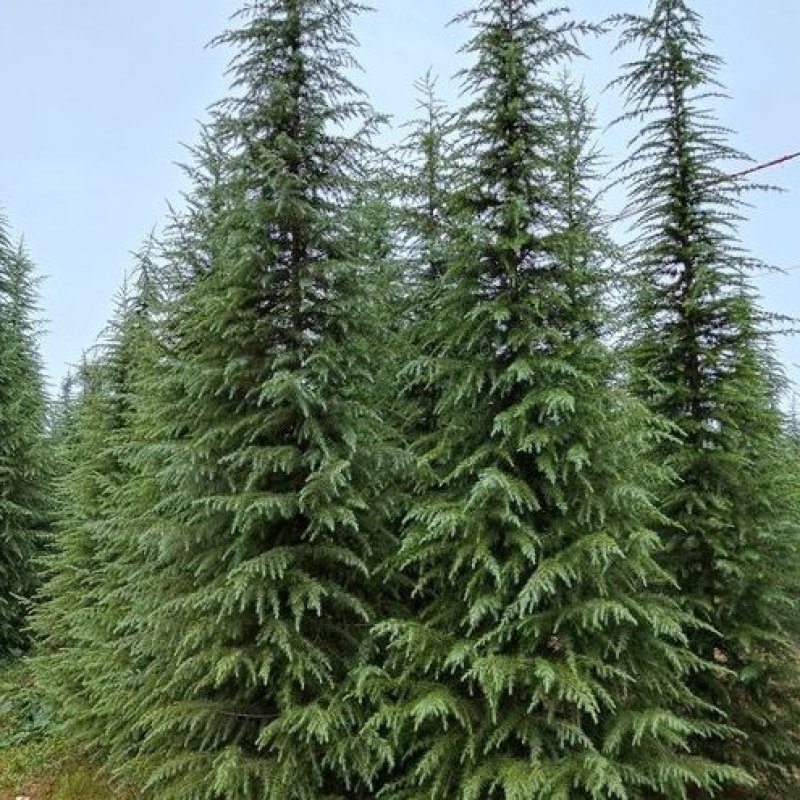 河南精品雪松，成活率高，基地一手货源，品质保障欢迎来电