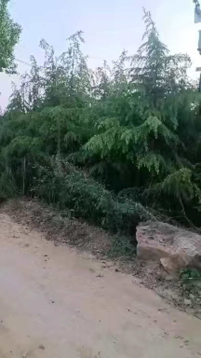 郑州雪松，绿化苗木，包成活，产地直销，品质保障！