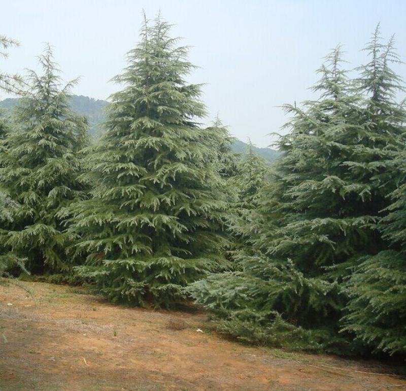郑州雪松，绿化苗木，包成活，产地直销，品质保障！