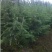 郑州雪松，绿化苗木，包成活，产地直销，品质保障！