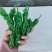 小皱皮儿辣椒苏辣椒泡辣椒罗丝线产地直销