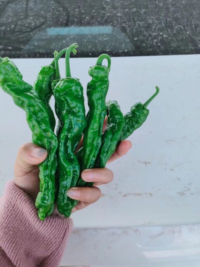 小皱皮儿辣椒苏辣椒泡辣椒罗丝线产地直销