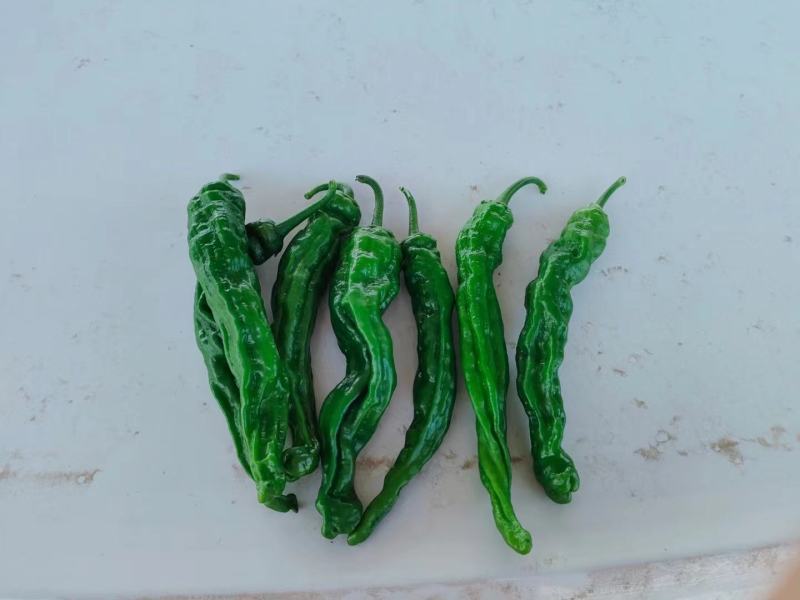 小皱皮儿辣椒苏辣椒泡辣椒罗丝线产地直销