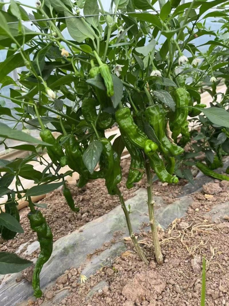 小皱皮儿辣椒苏辣椒泡辣椒罗丝线产地直销