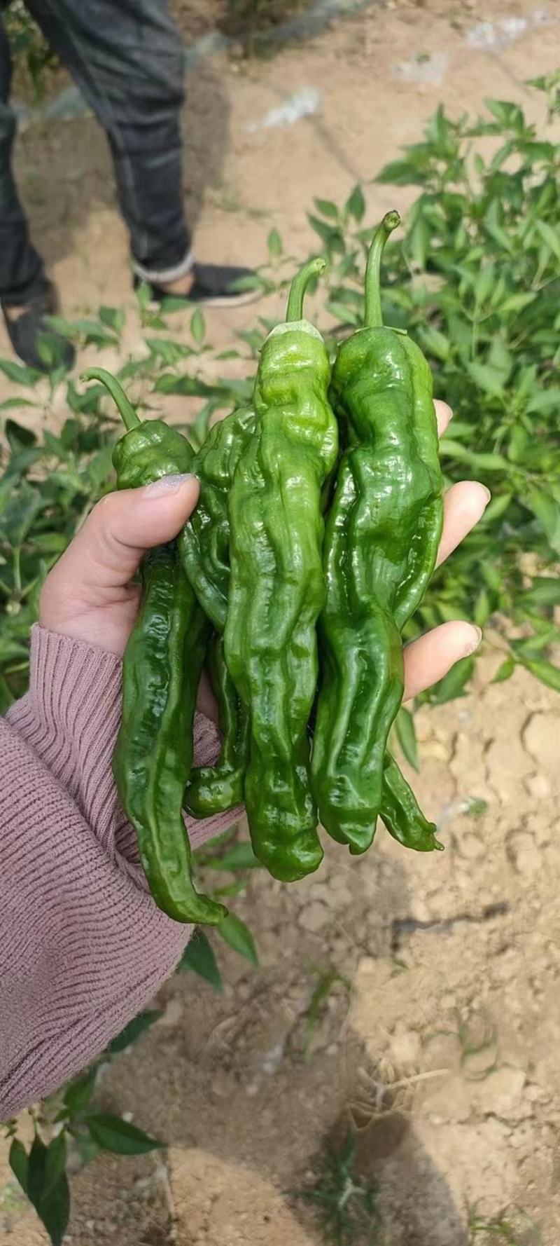 小皱皮儿辣椒苏辣椒泡辣椒罗丝线产地直销