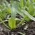 板蓝根种子中药材散装种子大小青叶种籽当年新品容易出芽