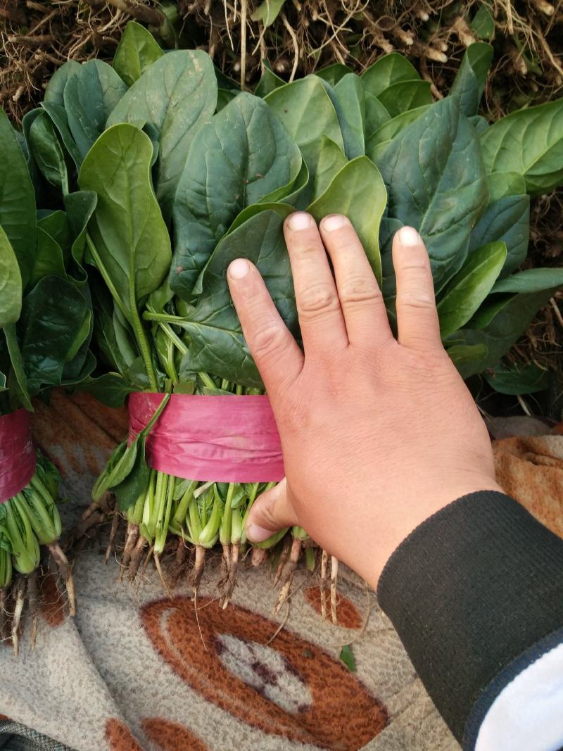 邯郸市永年区大叶小菠菜大量上市价格优惠，质量保证。
