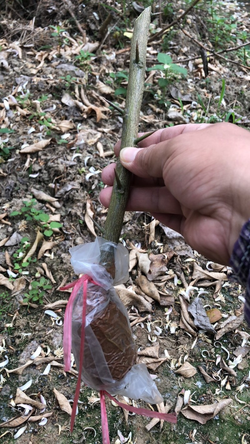 广东广州增城朱村山角香水柠檬苗-广东省内包邮