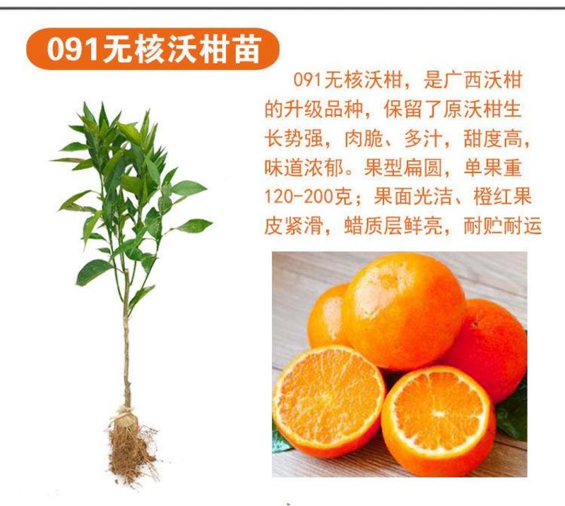 091无核无籽沃柑果苗树苗纯正嫁接橘子盆栽南方种植当