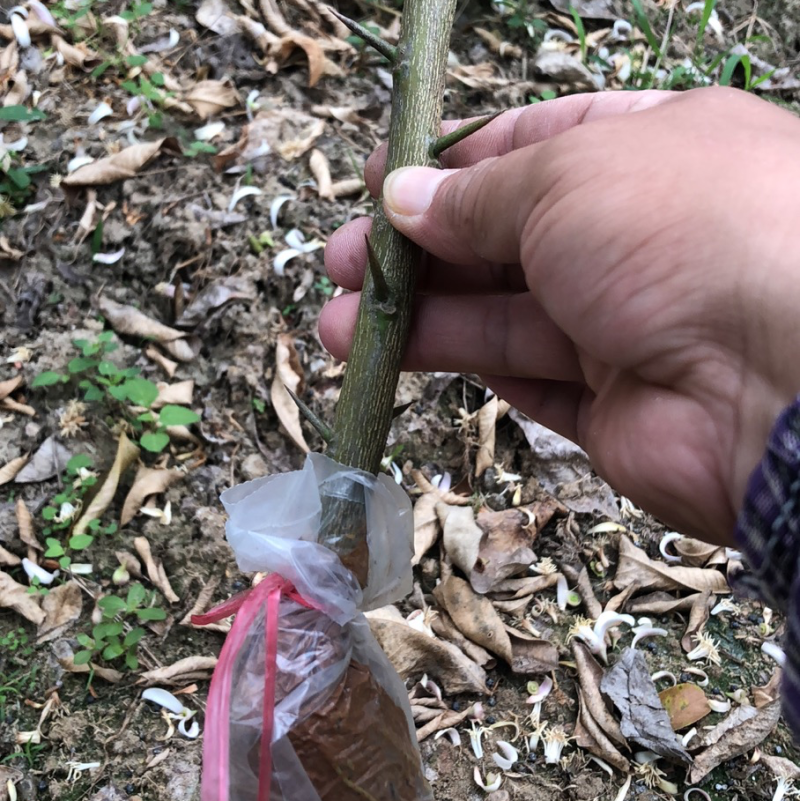 广东广州增城朱村山角香水柠檬苗-广东省内包邮