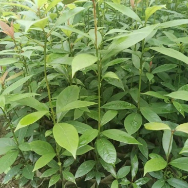 金丝楠木苗，基地供货易成活，价格合理，质量保证，欢迎电联