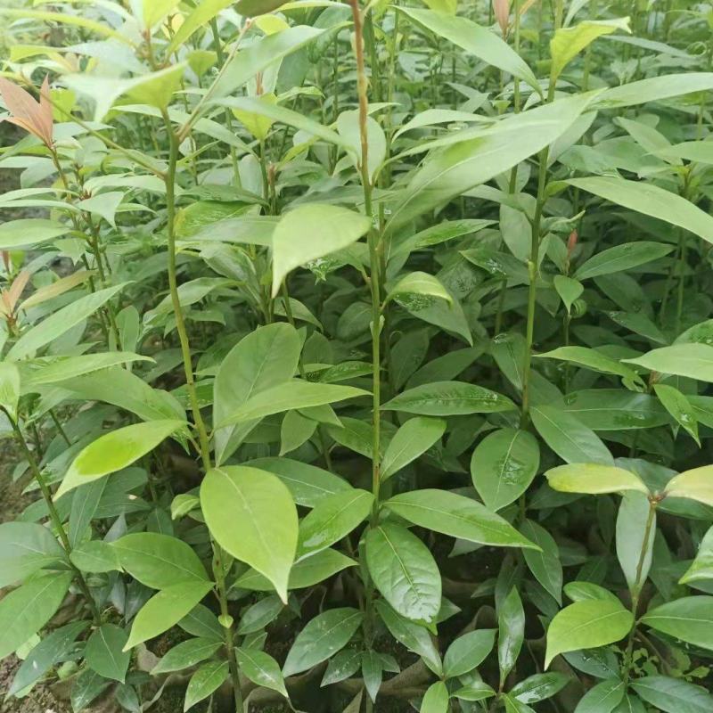 金丝楠木苗，基地供货易成活，价格合理，质量保证，欢迎电联