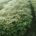 金丝楠木苗，基地供货易成活，价格合理，质量保证，欢迎电联