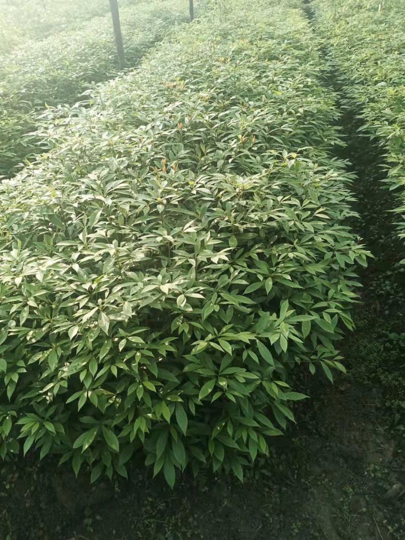 金丝楠木苗，基地供货易成活，价格合理，质量保证，欢迎电联
