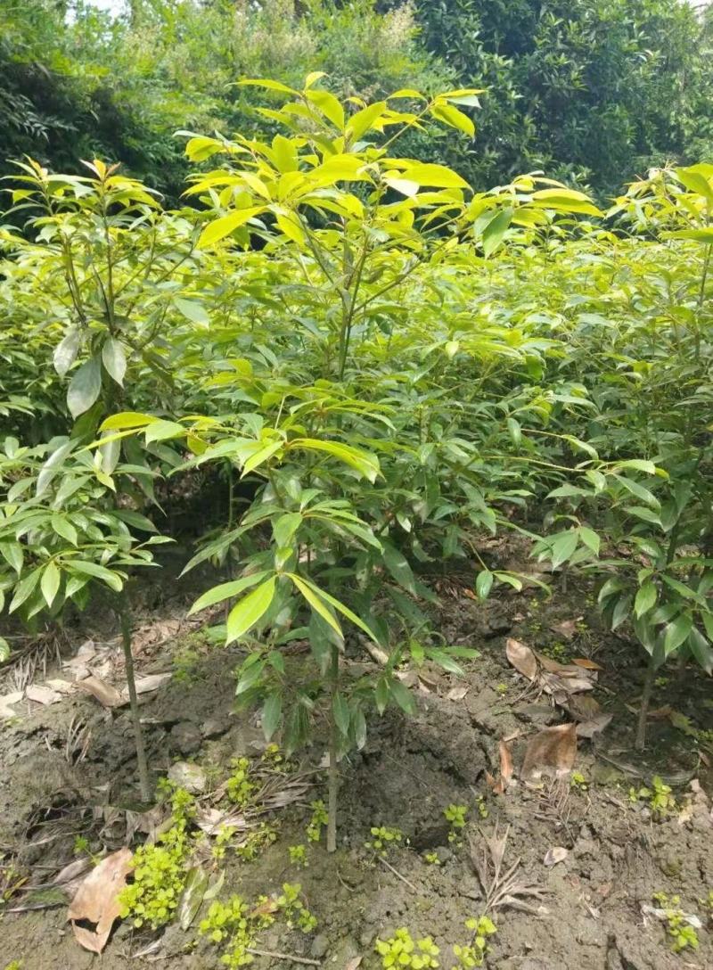 金丝楠木苗，基地供货易成活，价格合理，质量保证，欢迎电联