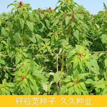 进口美国籽粒苋种子优质高产蛋白畜禽牧草黑白黄千穗