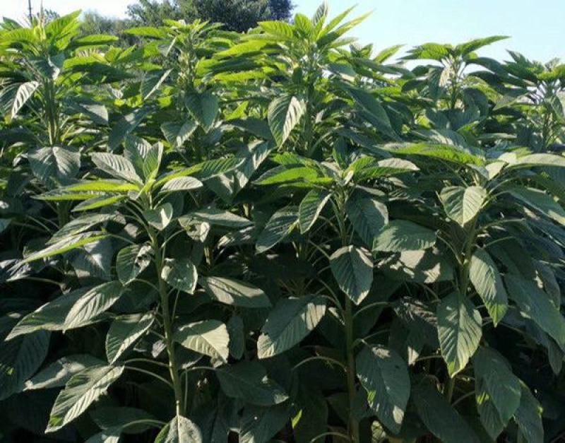 进口美国籽粒苋种子优质高产蛋白畜禽牧草黑白黄千穗