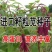 进口美国籽粒苋种子优质高产蛋白畜禽牧草黑白黄千穗