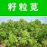 进口美国籽粒苋种子优质高产蛋白畜禽牧草黑白黄千穗