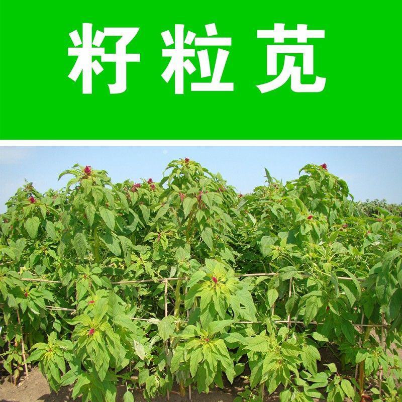 进口美国籽粒苋种子优质高产蛋白畜禽牧草黑白黄千穗