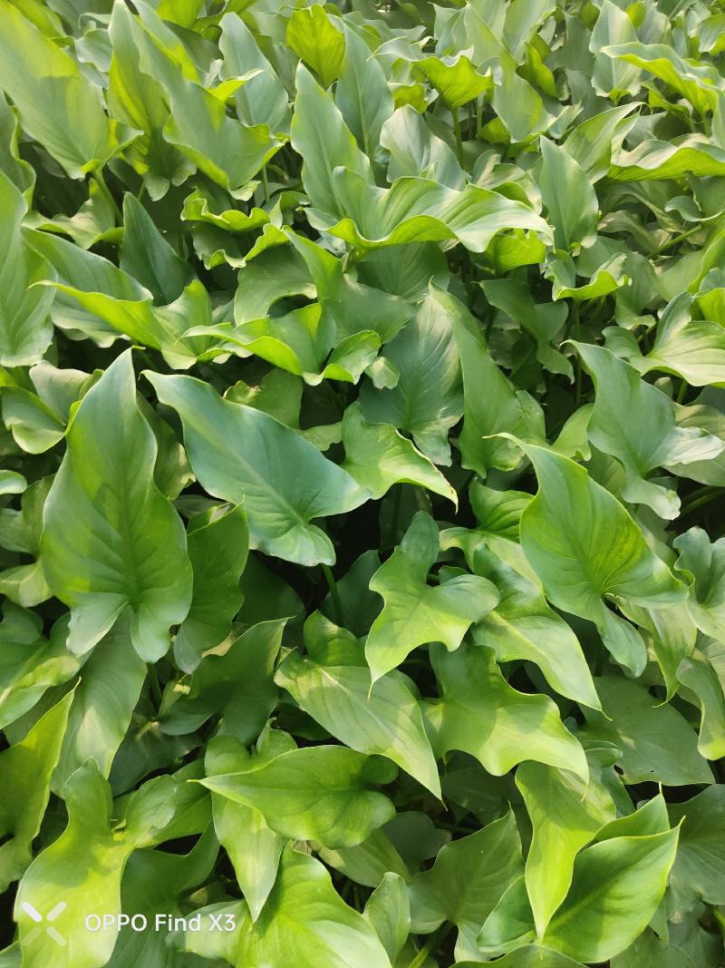 马蹄莲。大量供应绿化所需