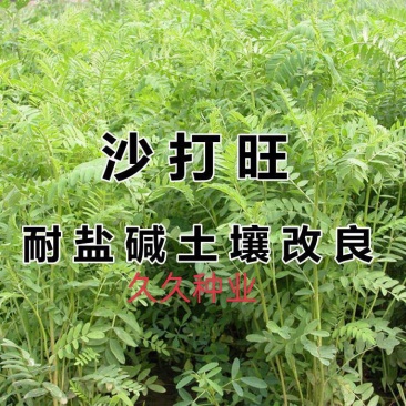 沙打旺种子多年生牧草四季绿肥防沙固土护坡耐寒耐旱