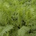 沙打旺种子多年生牧草四季绿肥防沙固土护坡耐寒耐旱