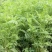 沙打旺种子多年生牧草四季绿肥防沙固土护坡耐寒耐旱