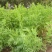 沙打旺种子多年生牧草四季绿肥防沙固土护坡耐寒耐旱