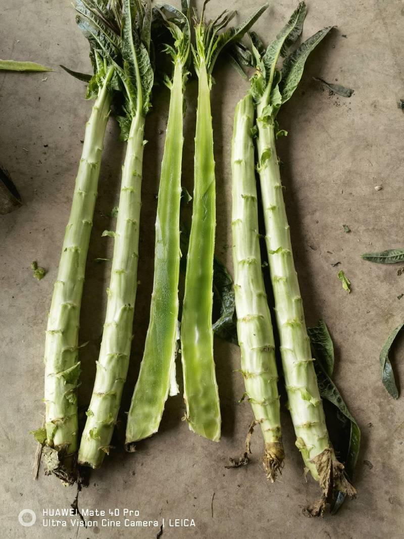 精品莴笋杆子大量供应，基地代发，可供加工厂，电商，食堂