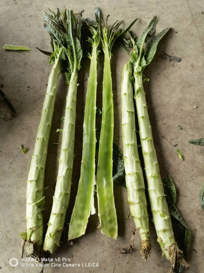 精品莴笋杆子大量供应，基地代发，可供加工厂，电商，食堂