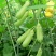 猪屎豆种子多年生草本植物耐寒耐旱灌木花期长园林绿化苗