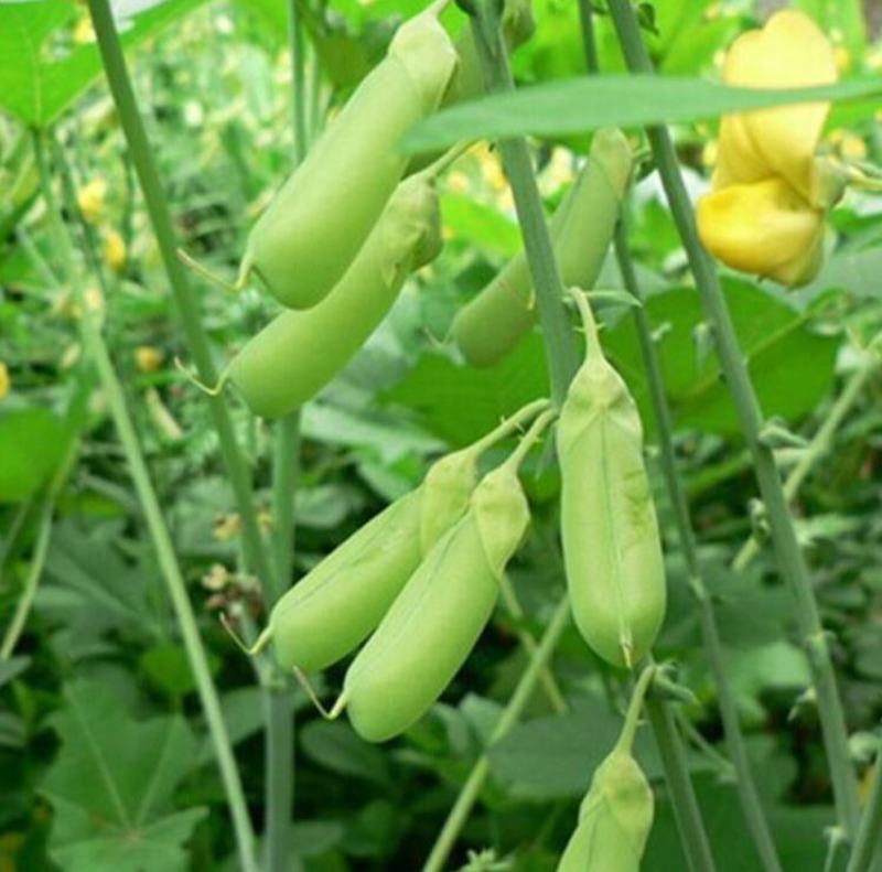 猪屎豆种子多年生草本植物耐寒耐旱灌木花期长园林绿化苗