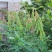 猪屎豆种子多年生草本植物耐寒耐旱灌木花期长园林绿化苗