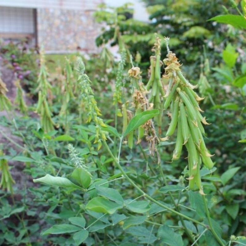 猪屎豆种子多年生草本植物耐寒耐旱灌木花期长园林绿化苗