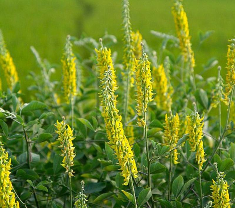 猪屎豆种子多年生草本植物耐寒耐旱灌木花期长园林绿化苗