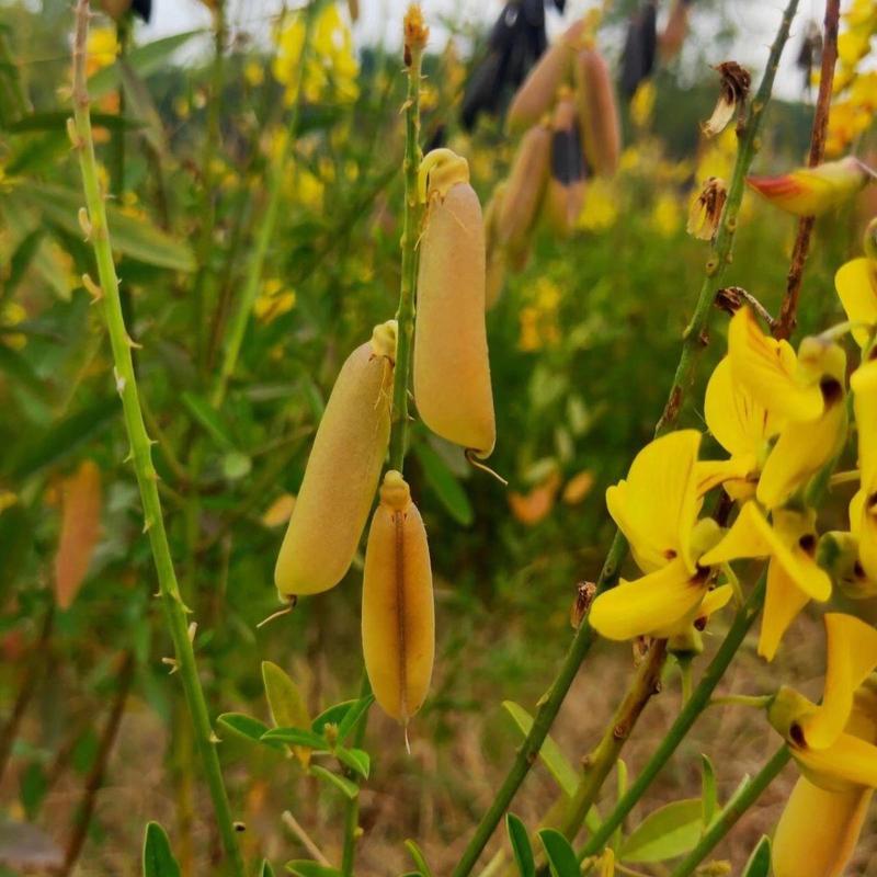 猪屎豆种子多年生草本植物耐寒耐旱灌木花期长园林绿化苗