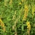 猪屎豆种子多年生草本植物耐寒耐旱灌木花期长园林绿化苗